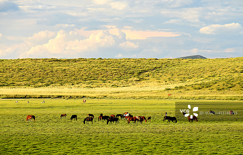 一群马图片素材