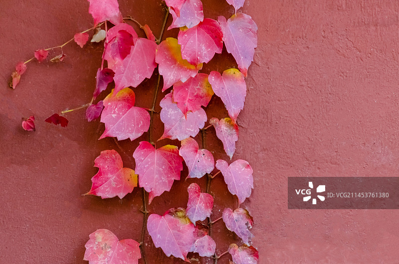 中国野生植物栽培植物拍摄主题，泰山岱庙城墙上的古树柏树和爬山虎红色植物，户外白昼无人图像摄影图片素材