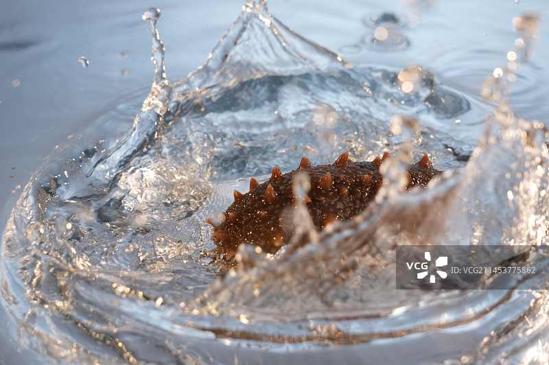海参落水砸水图片素材