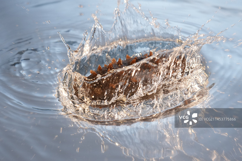 海参落水砸水图片素材