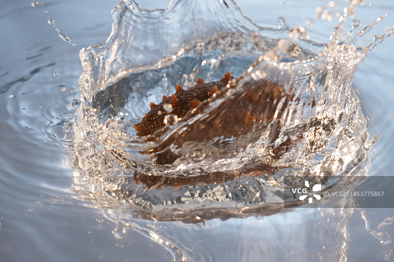 海参落水砸水图片素材
