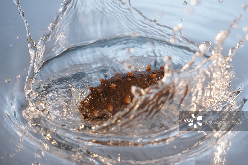 海参落水砸水图片素材
