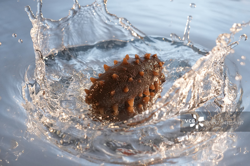 海参落水砸水图片素材