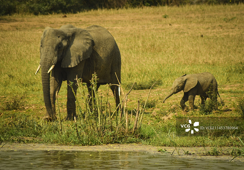 非洲象图片素材