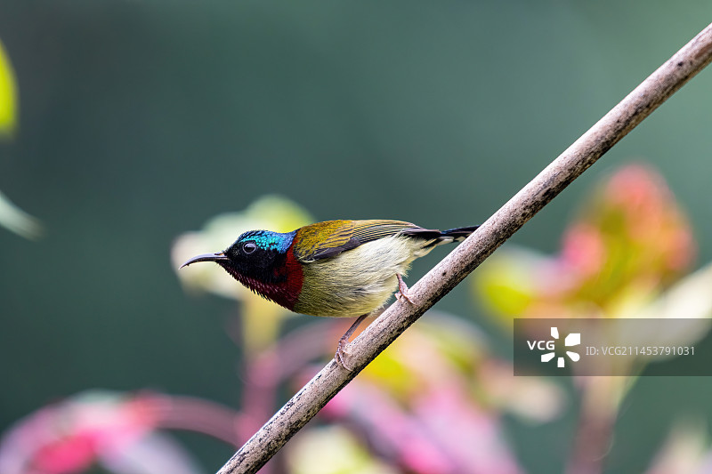 叉尾太阳鸟图片素材