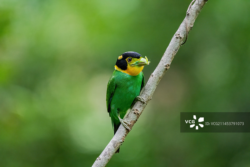 长尾阔嘴鸟图片素材
