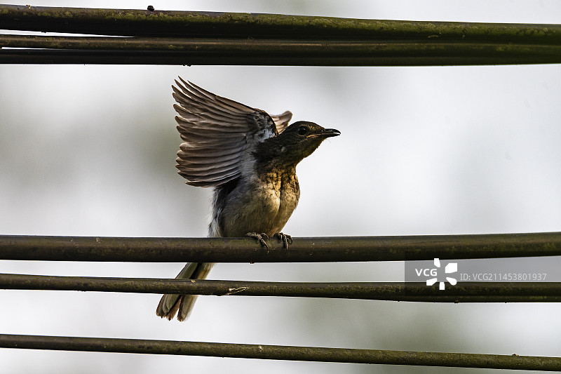 快乐音符图片素材