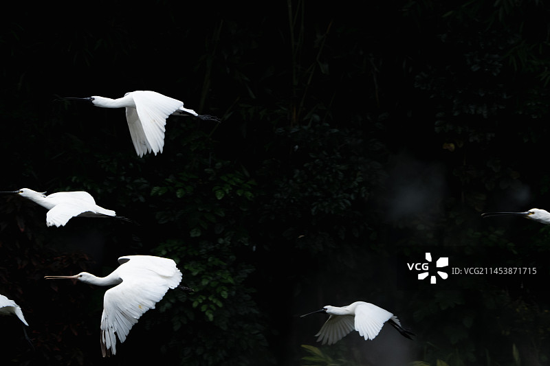 广州长隆飞鸟乐园 白鹭图片素材