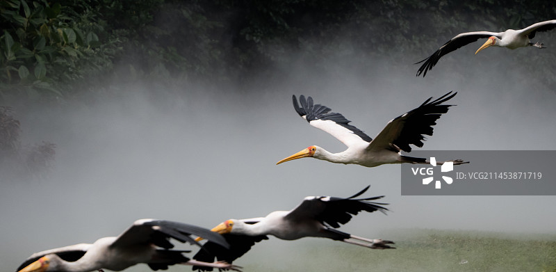 广州长隆飞鸟乐园 黄嘴鹮鹳图片素材