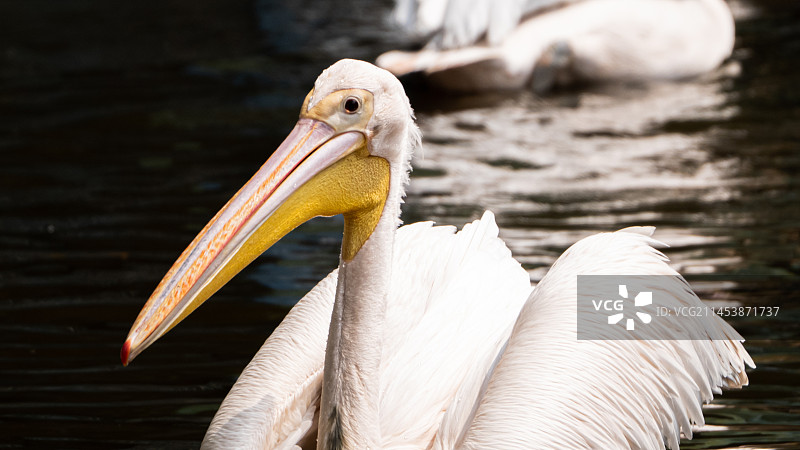 广州长隆飞鸟乐园 鹈鹕图片素材