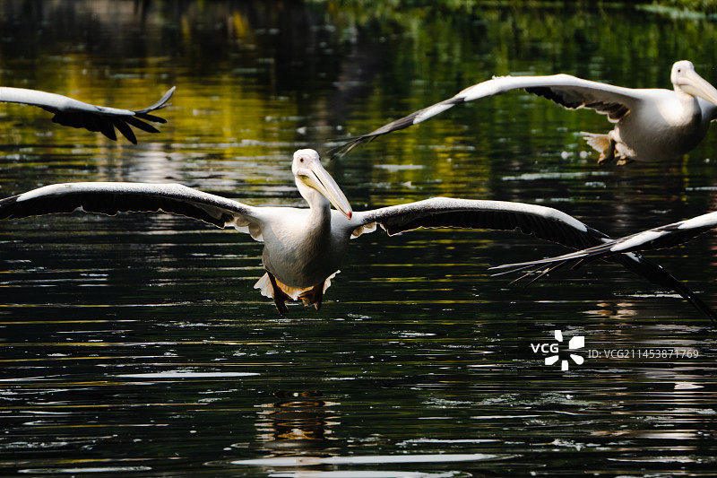 广州长隆飞鸟乐园 鹈鹕图片素材