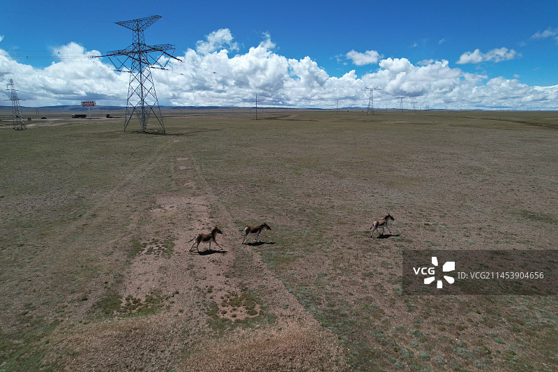 航拍玉树藏族自治州治多县索加乡109国道 可可西里野生藏野驴图片素材