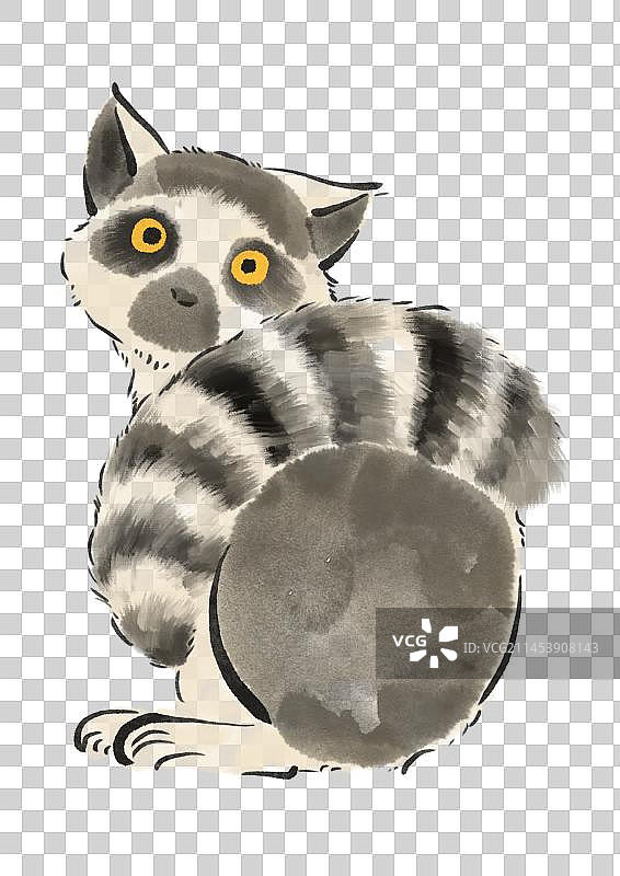 环尾狐猴图片素材