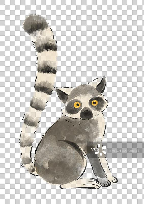 环尾狐猴图片素材