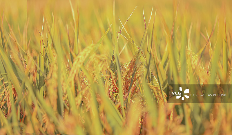 稻花香图片素材