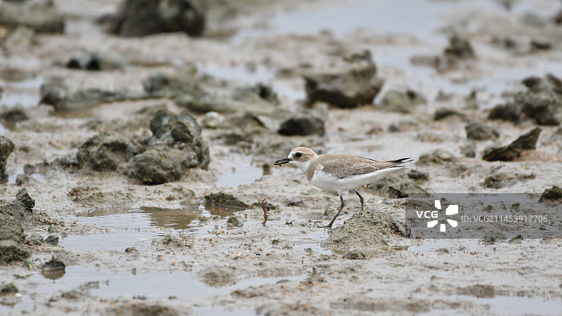 蒙古沙鸻图片素材