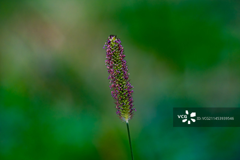 狗尾草特写图片素材