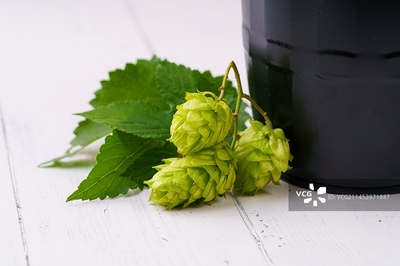 单色背景下的新鲜啤酒花图片素材