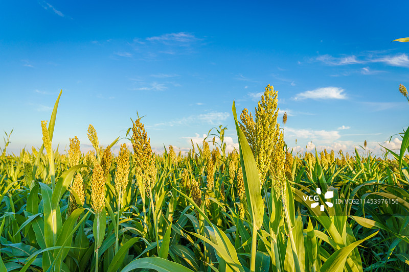 中国东北八月份的高粱米图片素材