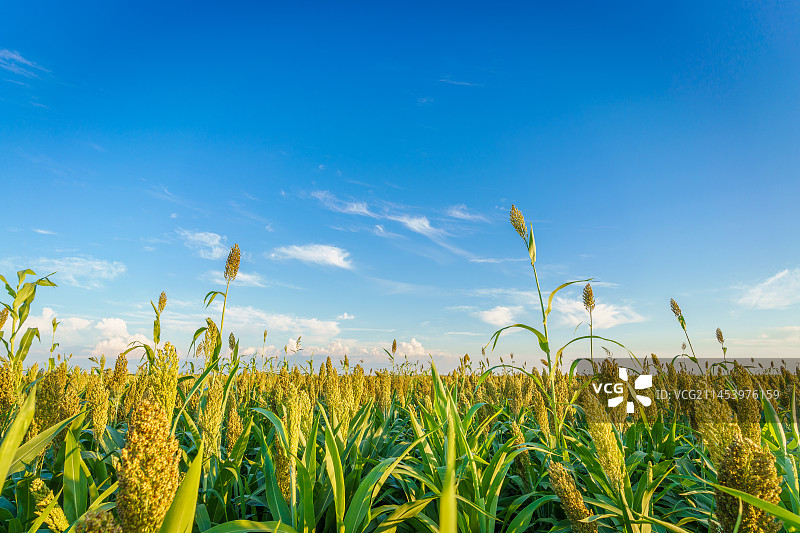 中国东北八月份的高粱米图片素材