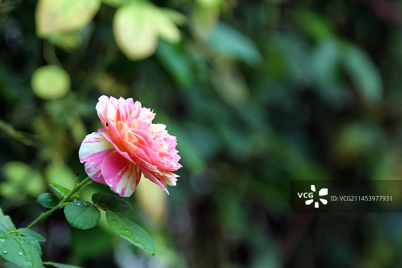 双色月季图片素材