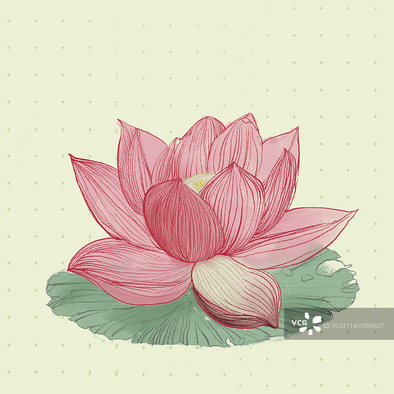 好运莲莲图片素材