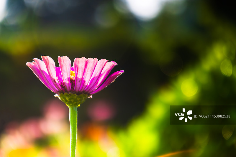 秋日阳光下的百日菊图片素材