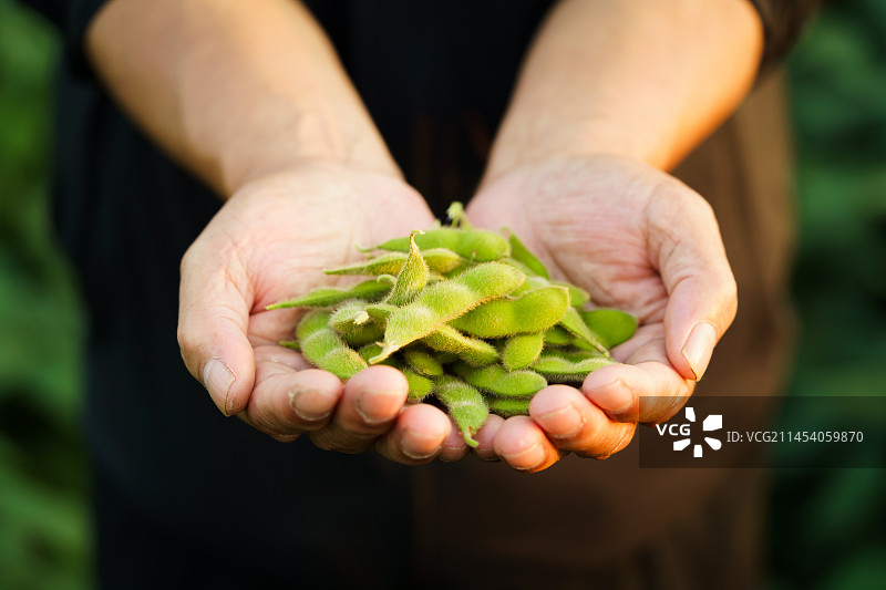 捧在手心中的新鲜大豆图片素材
