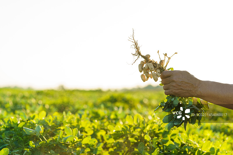 中国东北八月份的花生田图片素材