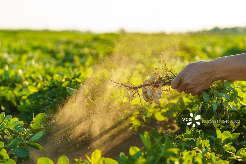 中国东北八月份的花生田图片素材