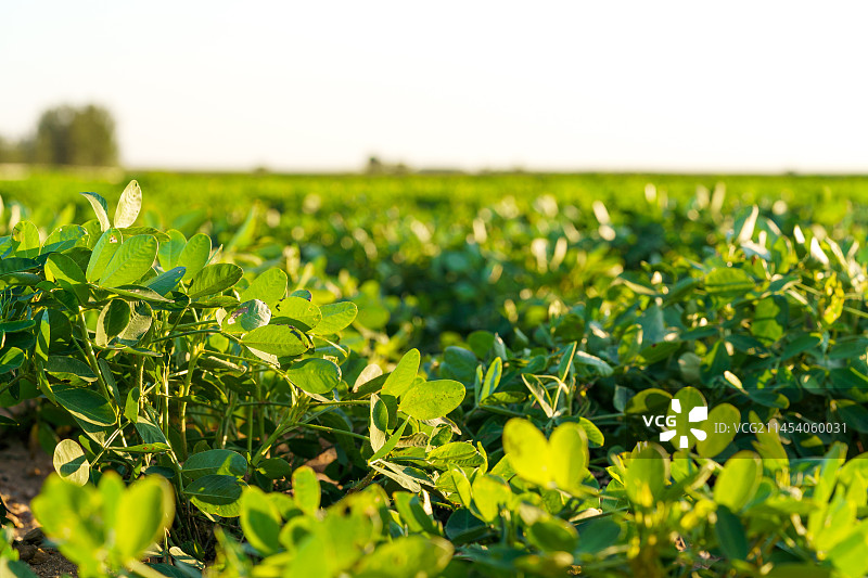 中国东北八月份的花生田图片素材