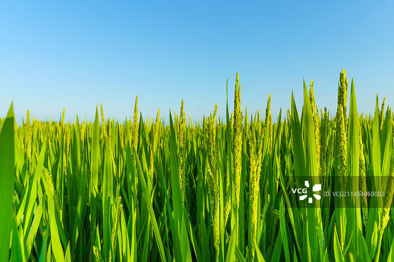 中国东北八月份大面积种植的水稻图片素材