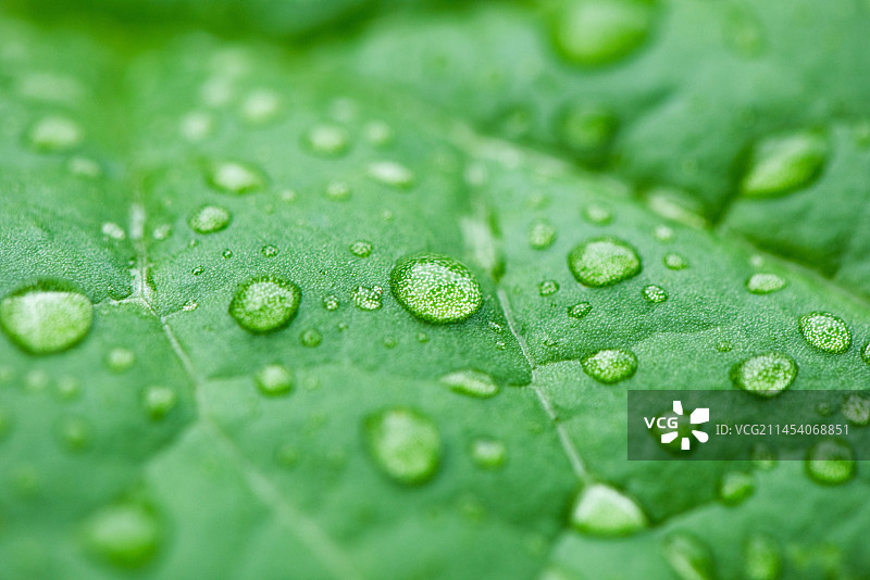 绿叶上的水珠雨水露水特写图片素材