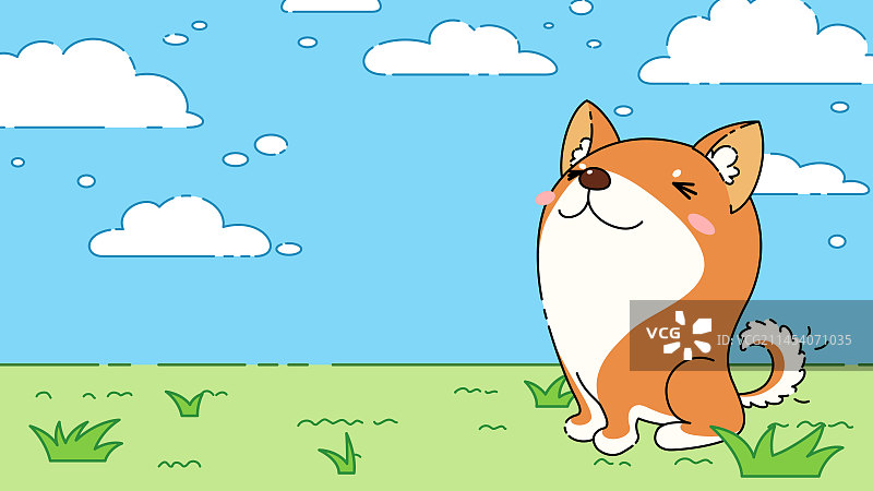 草地上的柴犬图片素材