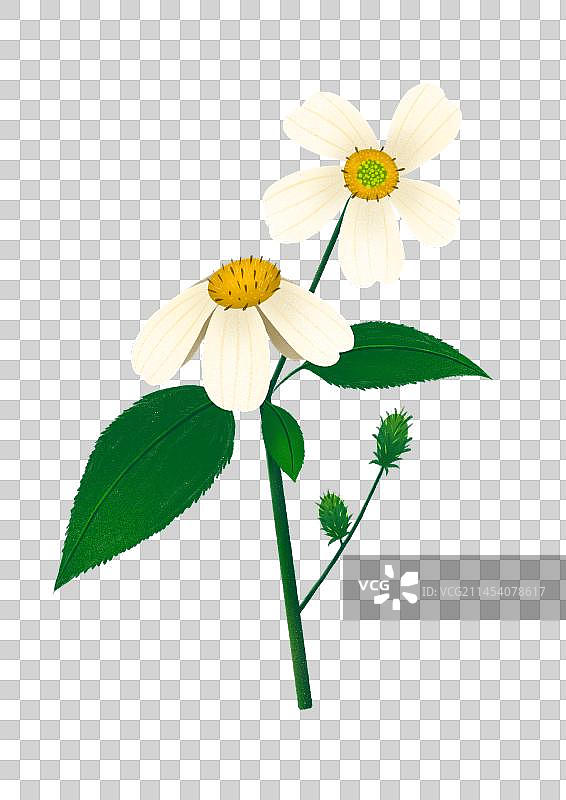 鬼针草中药配图免抠元素图片素材