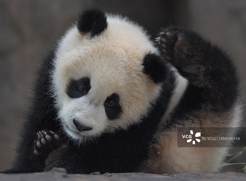 功夫(大熊猫)图片素材