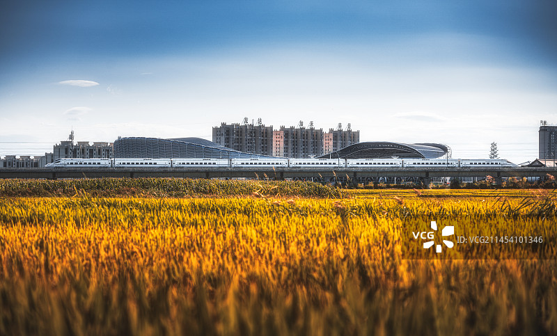 高铁穿行在金色稻田图片素材