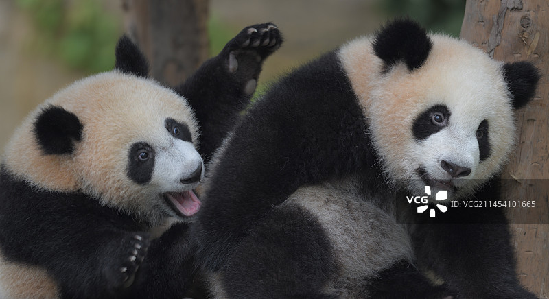 嬉戏(大熊猫)图片素材