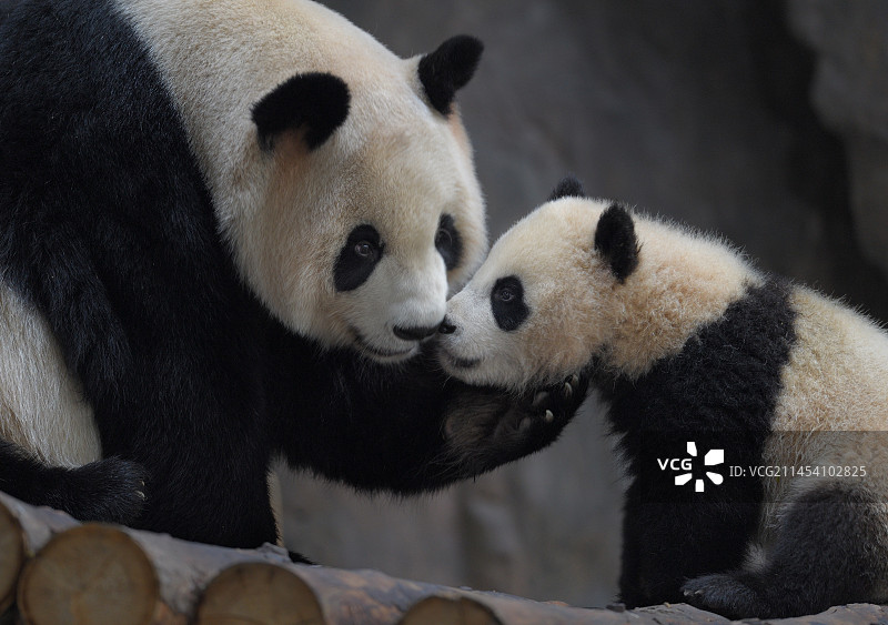 亲热(大熊猫)图片素材