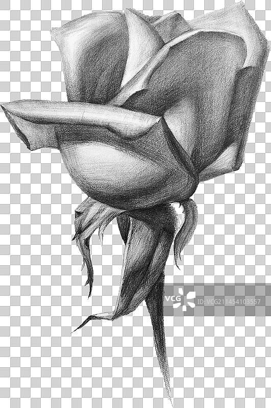 素描手绘玫瑰花卉图片素材
