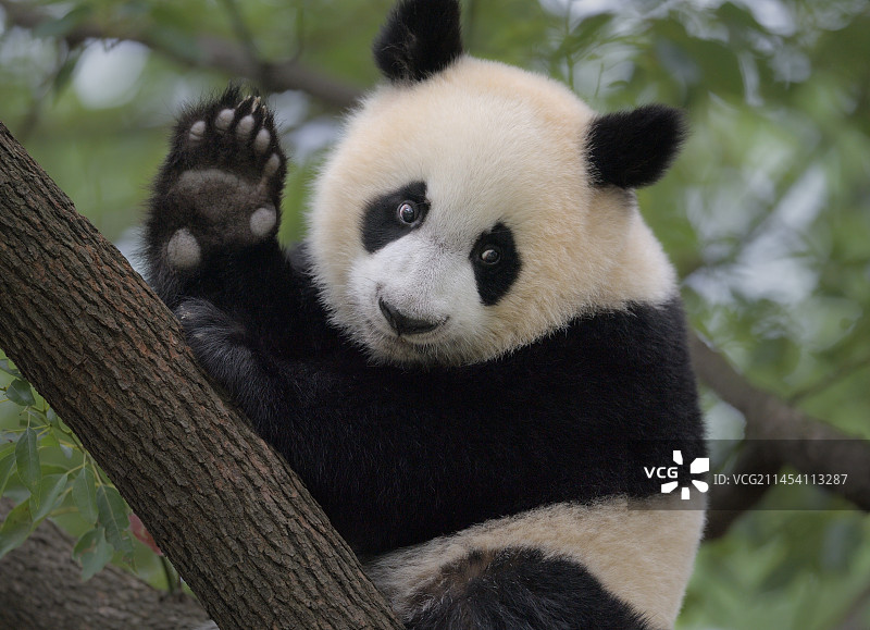 打招呼(大熊猫)图片素材