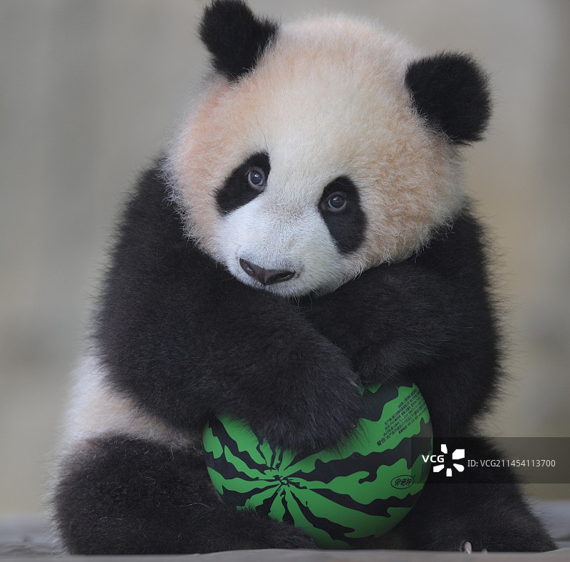 卖萌(大熊猫)图片素材