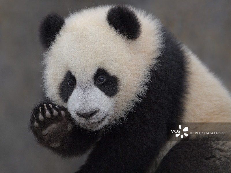 Hello(大熊猫)图片素材