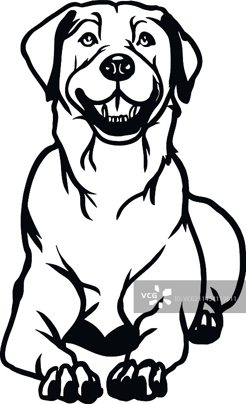 拉布拉多寻回犬 - 躺着的狗素材图片素材