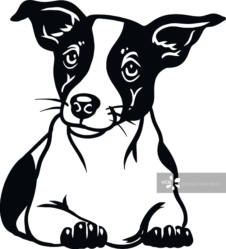 杰克罗素梗犬 - 躺着的狗图片素材