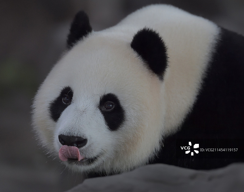 好奇(大熊猫)图片素材