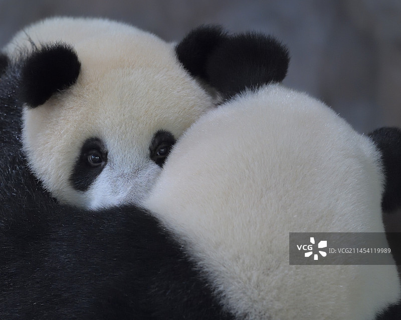 母子(大熊猫)图片素材