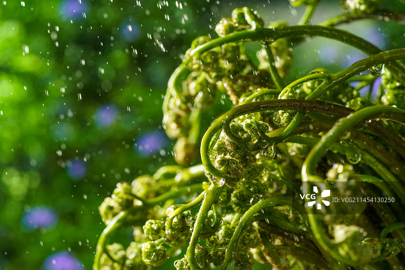 单色背景下的新鲜蕨菜图片素材