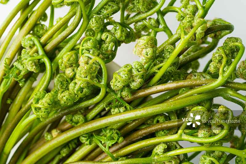 单色背景下的新鲜蕨菜图片素材