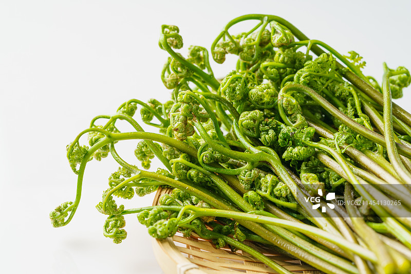 单色背景下的新鲜蕨菜图片素材